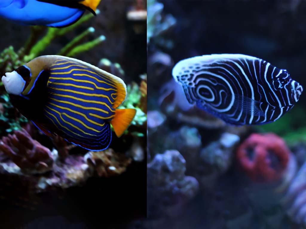 Stunning Emperor Angelfish in the underwater wonders of Zanzibar