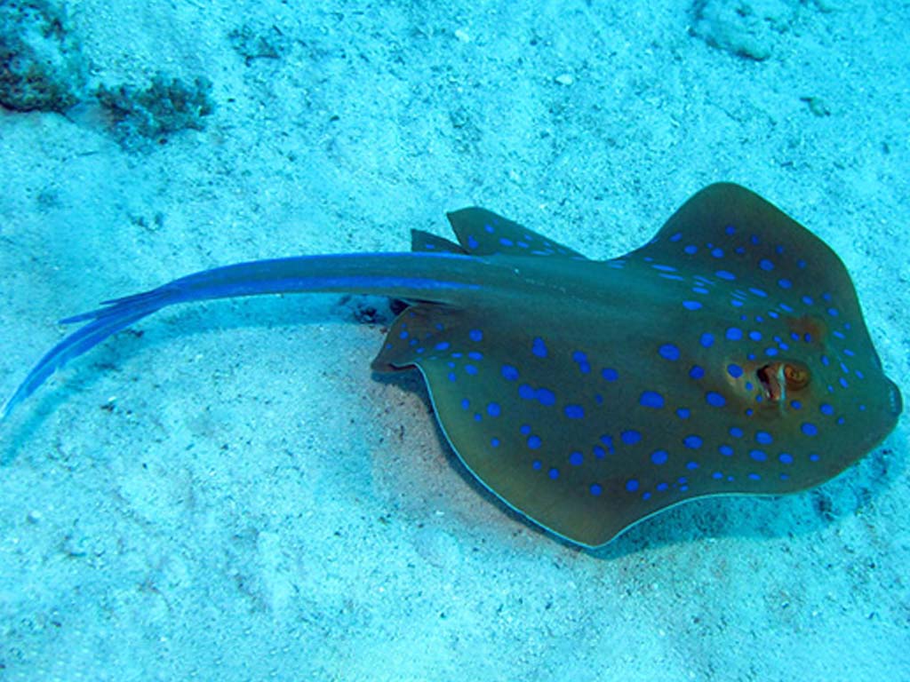 Blue Spotted Ray gliding on the ocean floor in the underwater wonders of Zanzibar