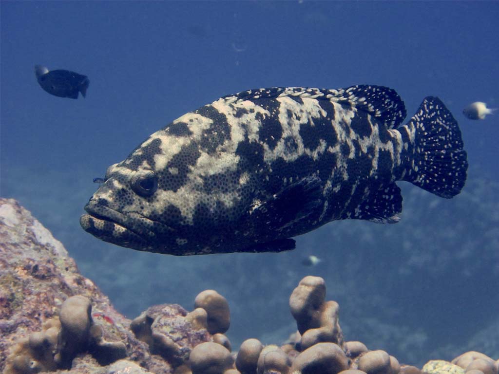 Rare Brommarbled Grouper in the underwater wonders of Zanzibar.
