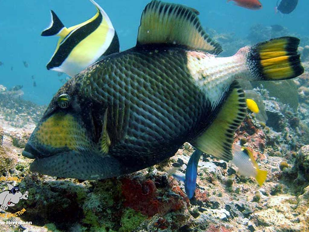 Aggressive Giant Triggerfish in the underwater wonders of Zanzibar.