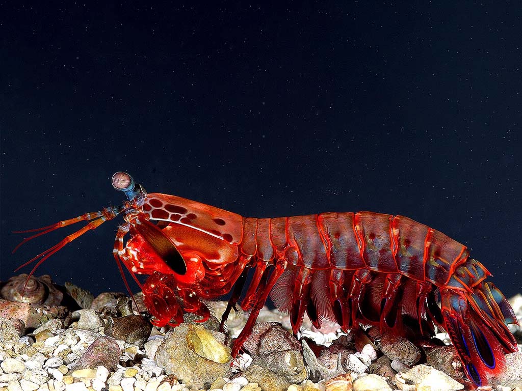 Fast-striking Mantis Shrimp in the  zanzibar natural wonders