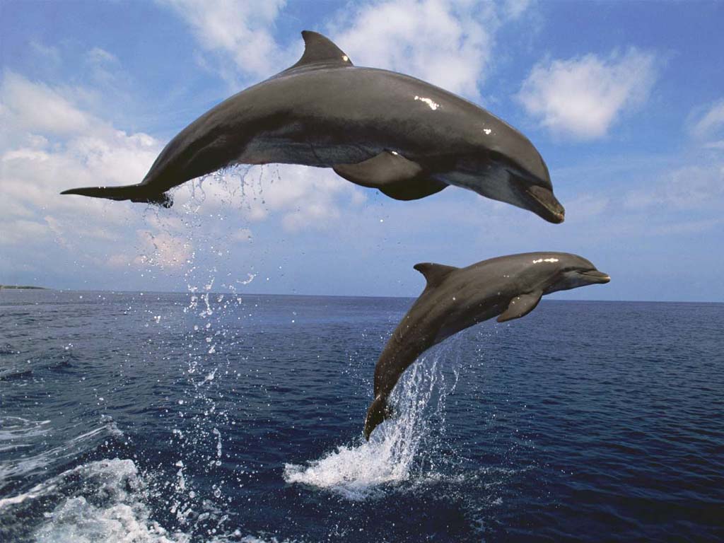 Bottlenose dolphin swimming in the  zanzibar natural wonders