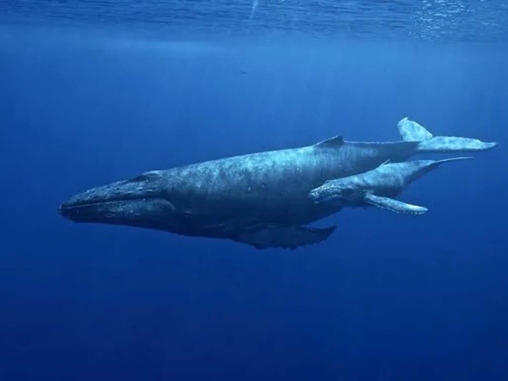 Humpback whale singing in the  zanzibar natural wonders