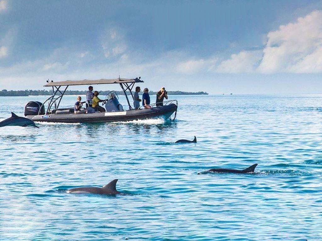 Swimming with dolphins at Kizimkazi, a unique experience offered by speedboat charters in Zanzibar