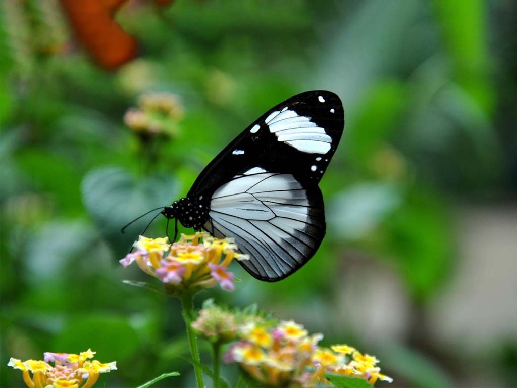 Colorful butterflies at the Zanzibar Butterfly Centre, a must-visit to this Zanzibar tourist spots