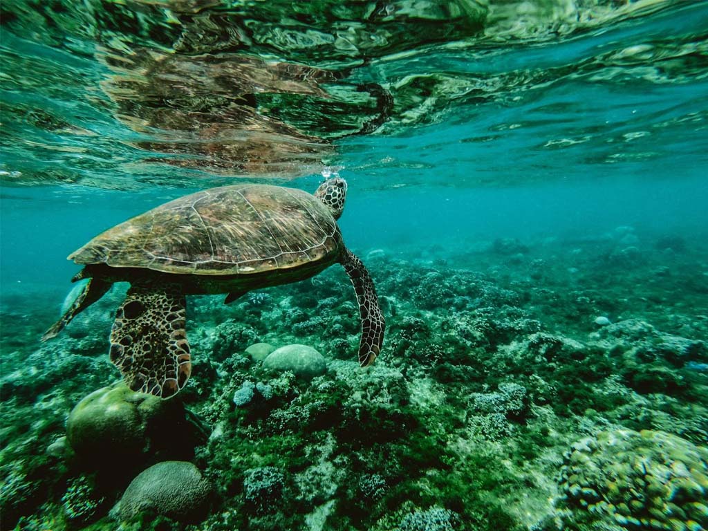 Marine turtles at Nungwi Mnarani Lagoon, a conservation-focused Zanzibar tourist spots